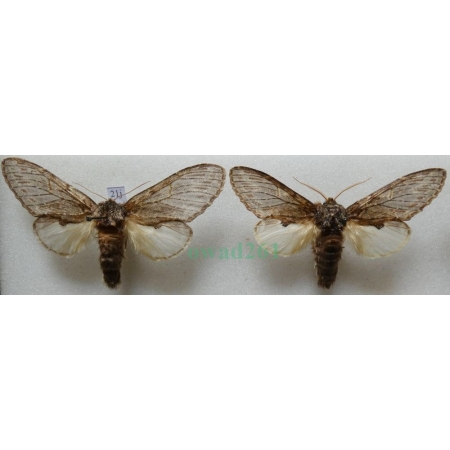 Peridea anceps (Goeze, 1781) pair Garbatka zaczepka Czech21j